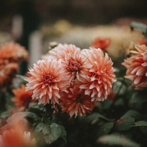 Dahlia Bulb Storage Bags