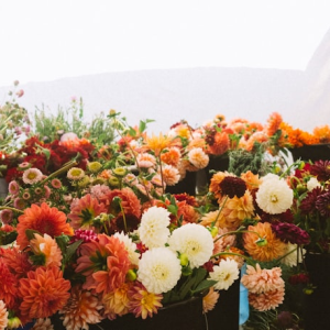 Colorful Dahlia Collection