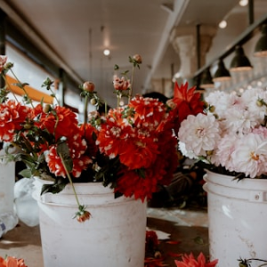 Unicorn Dahlia Bulbs