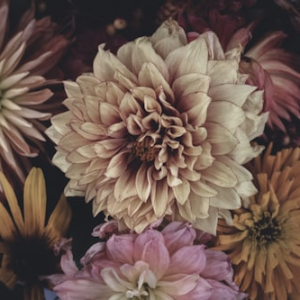 Seasonal Dahlia Tips