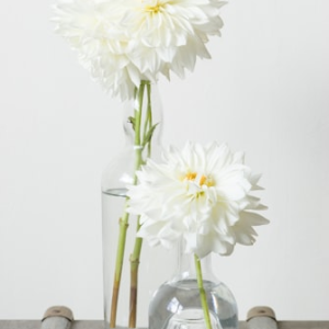 Unique Dahlia Varieties