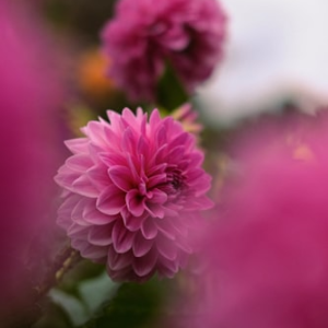 Dahlia Enthusiast Bundle