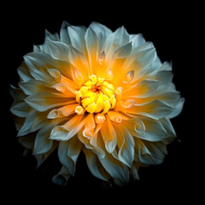 Dahlia Maintenance Essentials