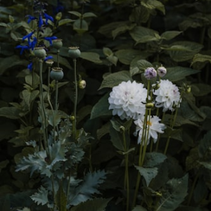 Dahlia Growing Workshop